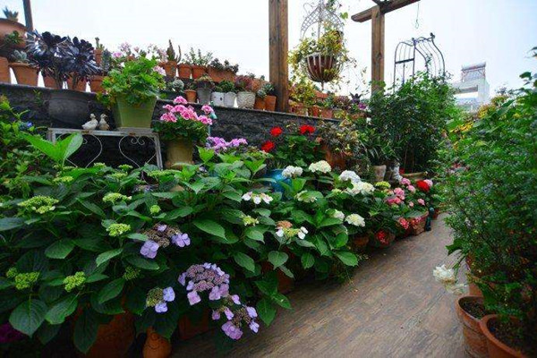 成都露台花园设计绿化选择哪些植物合适 成都露台花园设计绿化选择哪些植物合适